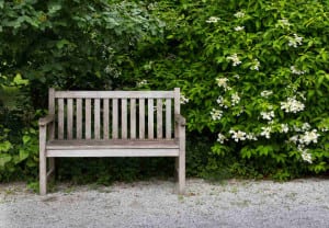 Bench in the park