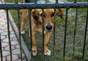 Violencia-animal