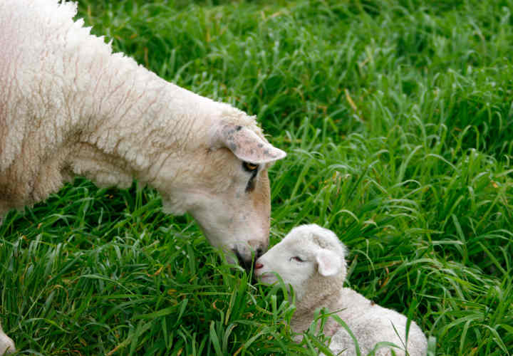 Sheep attending to her new born lamb