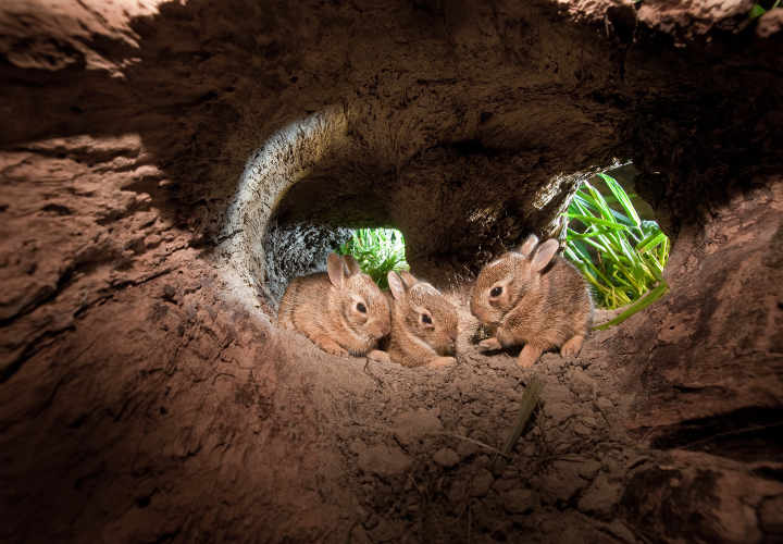 Baby Cottontail Rabbits, at home in their hollowed out log