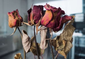 Background images Dried roses For design work