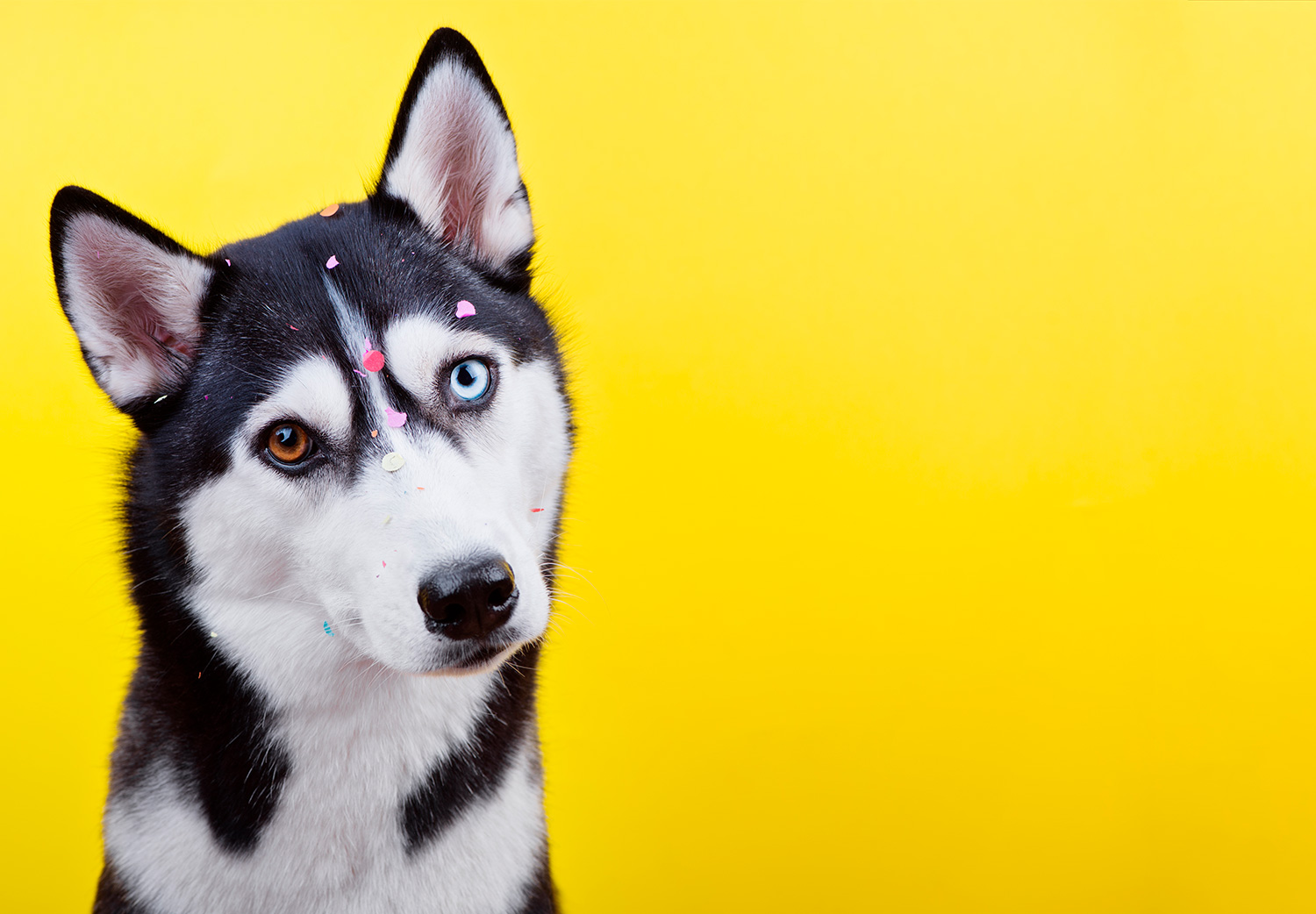 por-qué-los-perros-tienen-ojos-de-color