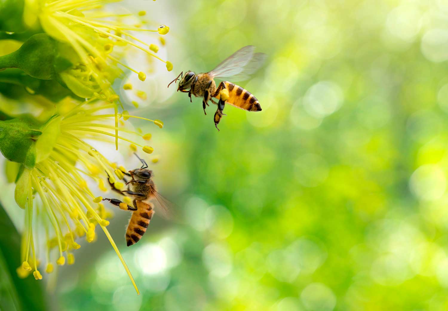 plantas-que-atraen-abejas