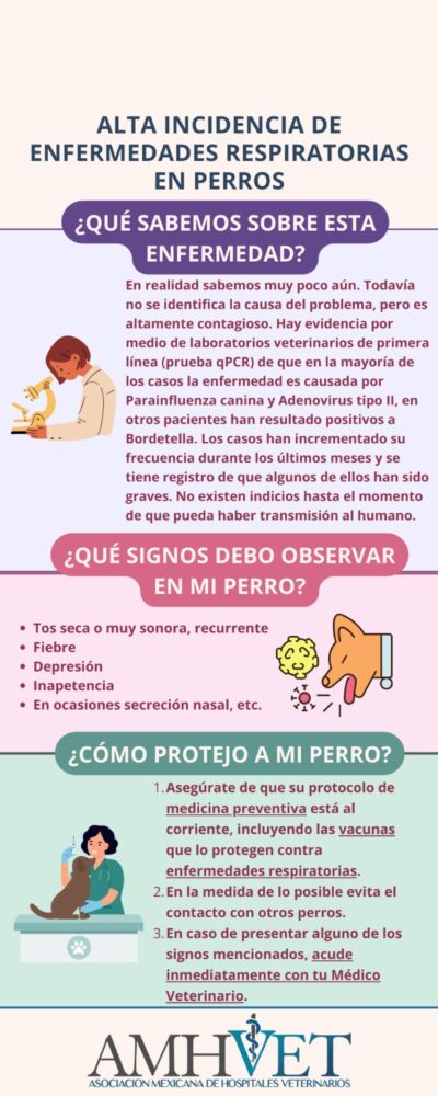 tos perros enfermedad nueva perros