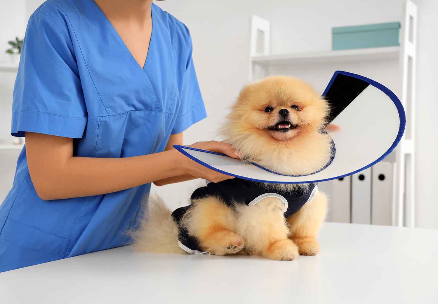 Check-ups-para-perros